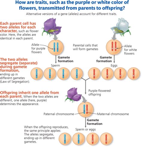 chapter 14 biology quizlet|chapter 14 flashcards quizlet.